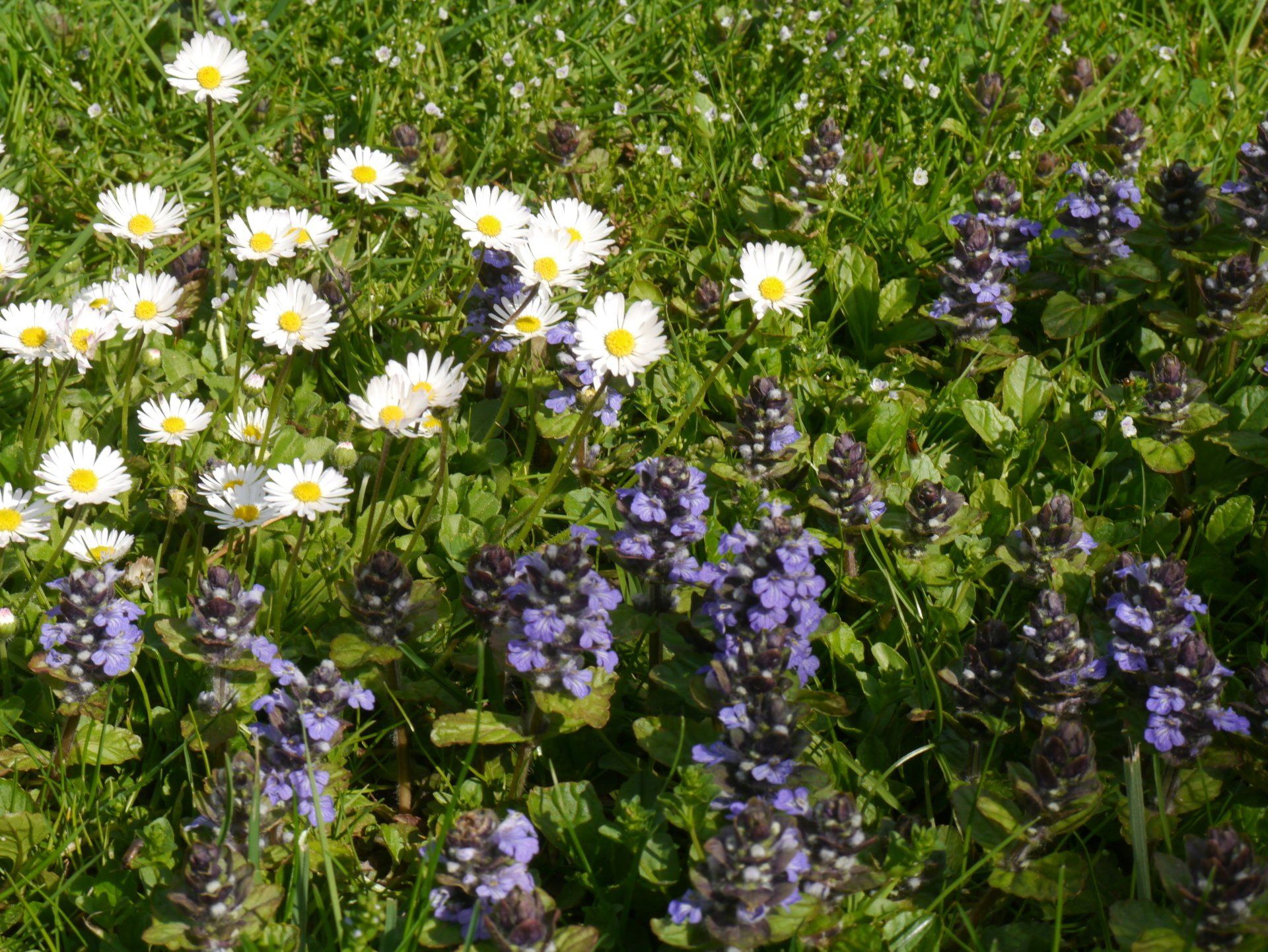 Ein Feld mit Gänseblümchen und lila Blumen im Gras