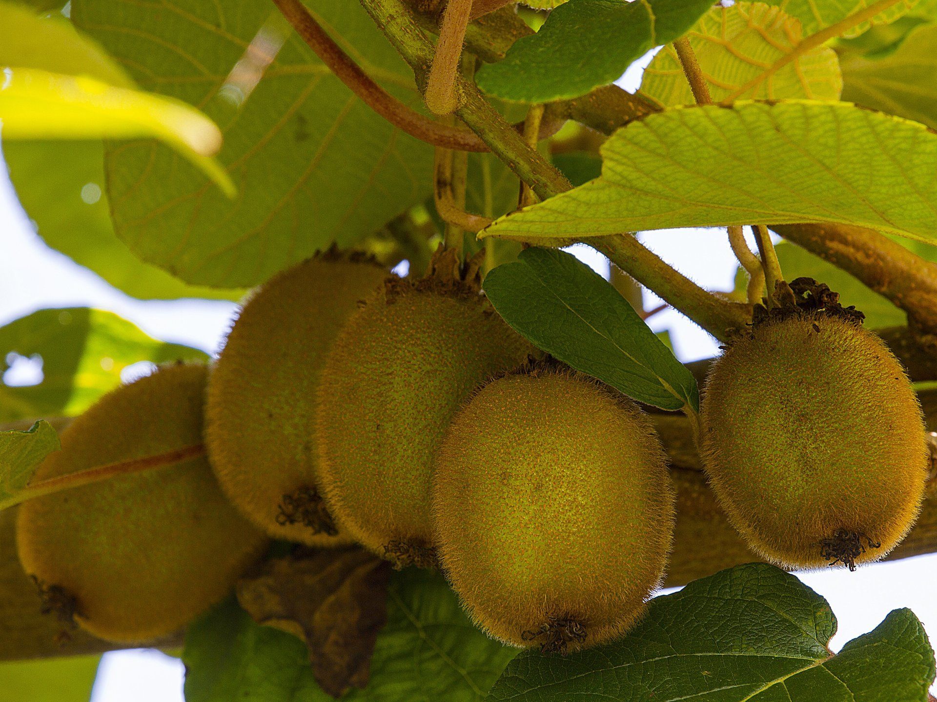 Ein Bündel Kiwis, die an einem Baum hängen