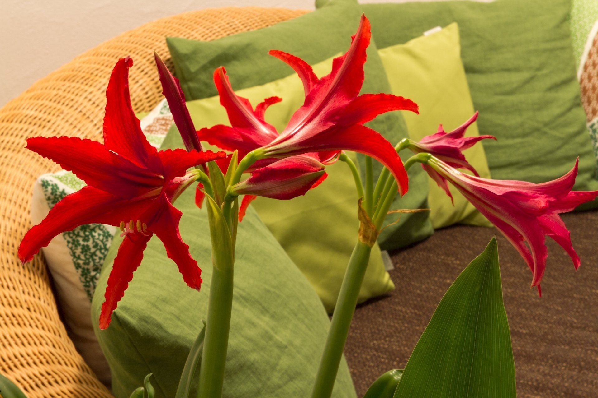 Eine Couch mit grünen Kissen und roten Blumen darauf