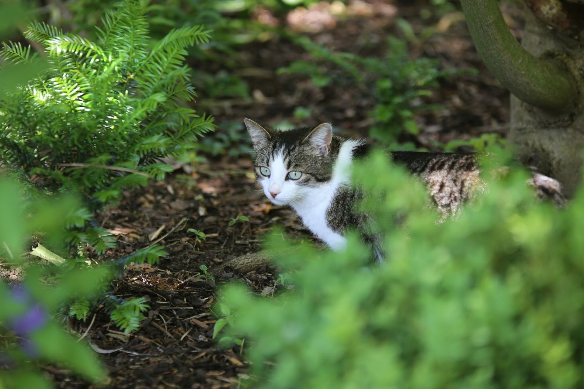 Eine Katze sitzt im Schatten eines Baumes in einem Garten.
