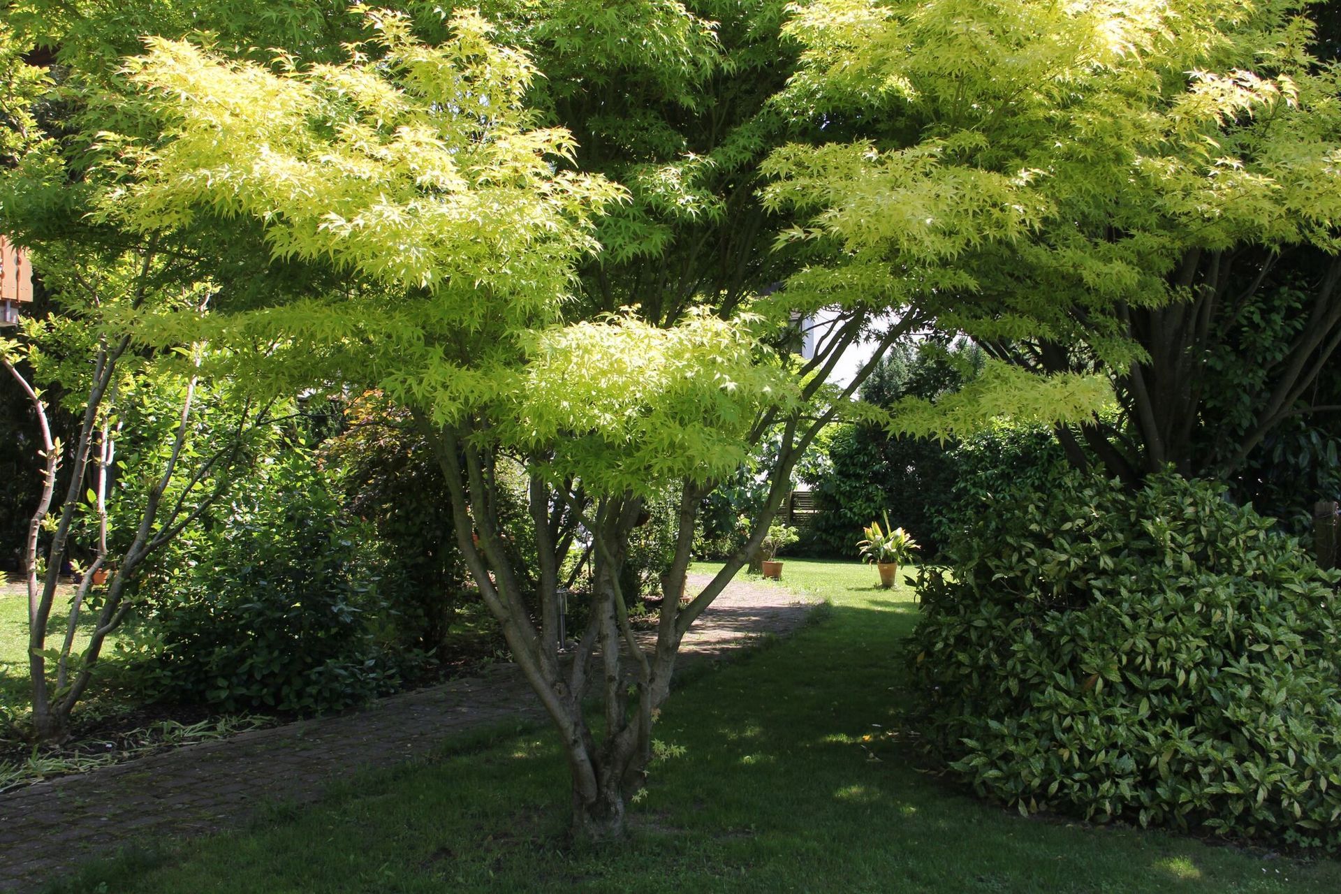 Ein Baum mit vielen grünen Blättern steht mitten in einem Park.