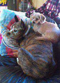 senior Boxer dog with playmate