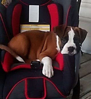 boxer-puppy-appearance 