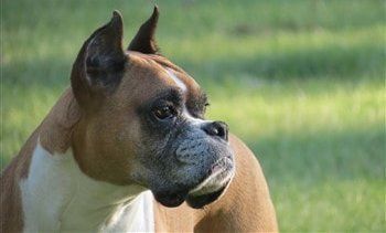Boxer-dog-cropped-erect-ears