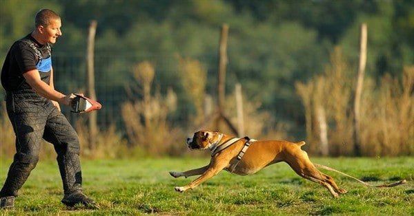 boxer-dog-running-at-trainer