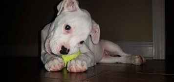 white-boxer-puppy-deaf