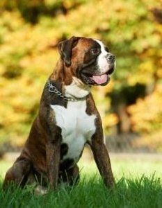 young adolescent Boxer dog
