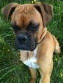 Purebred Boxer puppy