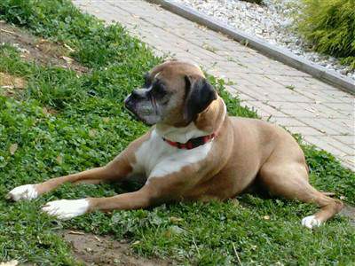 11 year old female boxer dog