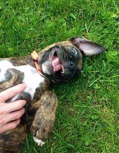 Boxer puppy smiling