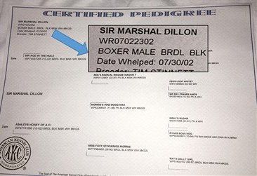 Registration showing Boxer dog's DOB