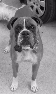 12 year old Boxer dog calorie needs