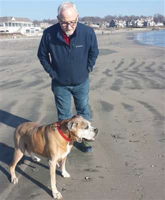 13 year old Boxer dog
