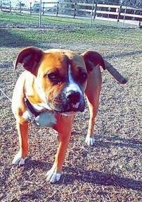 Boxer active outside