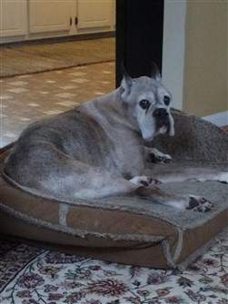 15 year old Boxer dog 