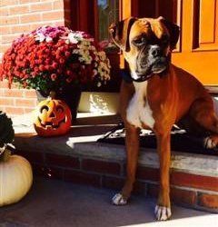Boxer dog at computer