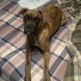 Fawn Boxer no white markings