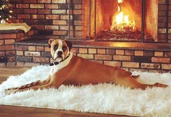 Boxer-dog-docked-tail