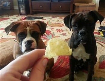 Boxer-dog-staring-expression
