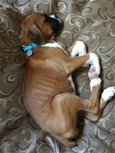 young-boxer-puppy-sick