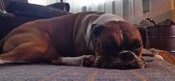 Boxer dog intelligence