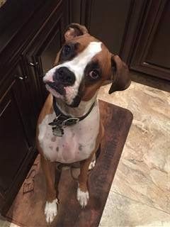 Boxer looking sideways glance