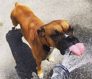 boxer-dog-drinking-water