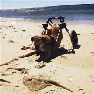 boxer-dog-diagnosed-with-DM