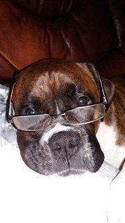 Boxer dog wearing glasses