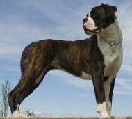 Boxer dog with heavy brindle coloring