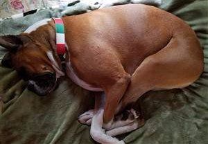 Boxer dog curled