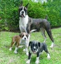 Boxer dam with puppies