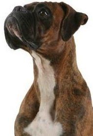 Boxer dog short coat