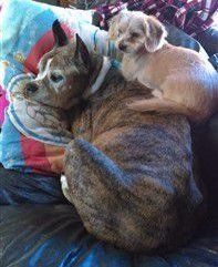 senior Boxer dog with playmate