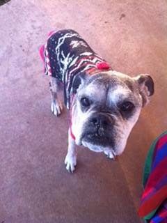 14 year old Boxer dog, male