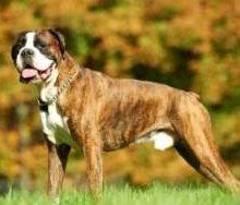 Boxer dog with flash markings