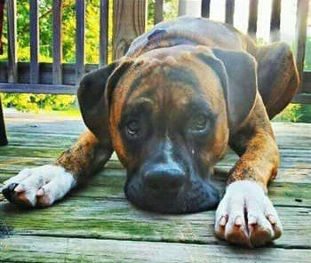 brindle-boxer-dog-adult-