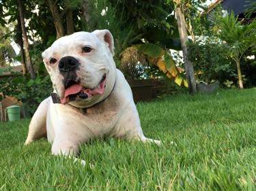 7 year old white Boxer dog