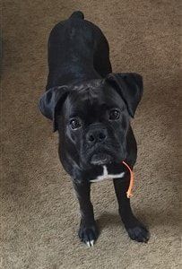 solid-black-boxer-dog-actually-brindle