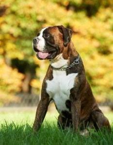 Boxer dog obeying Sit command