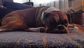 Boxer dog intelligence