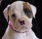 check colored Boxer dog