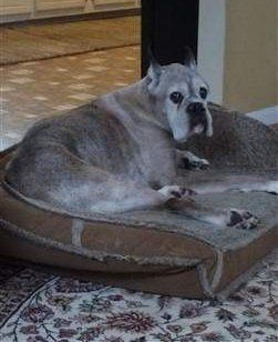 15 year old Boxer dog 