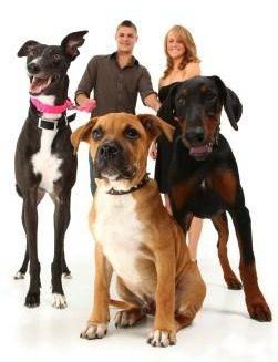 Size of a Boxer Dog