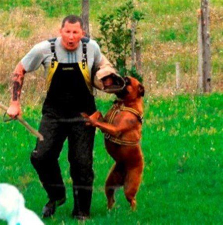 Boxer-dog-IPO-Training-for Protection
