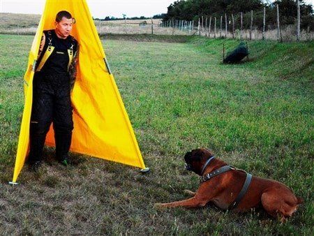Boxer-dog-Marci-Finding-Helper-IPO