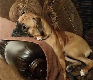 Boxer puppy that broke his leg