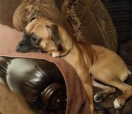 Boxer puppy that broke his leg