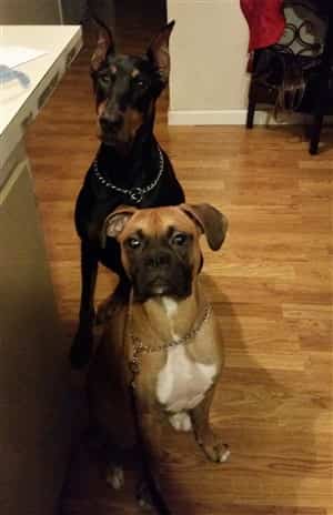 Boxer-dog-with-Doberman