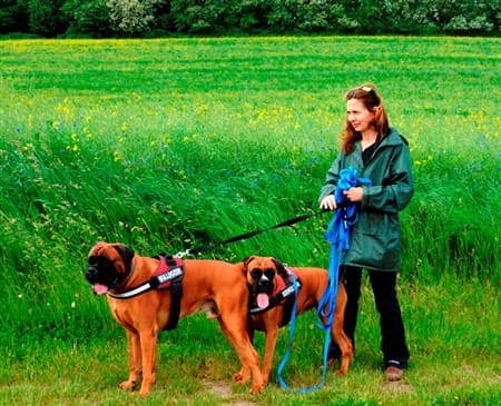 Boxer-dogs-tracking-in-field-IPO